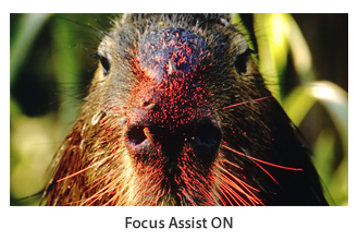 Focus Assist